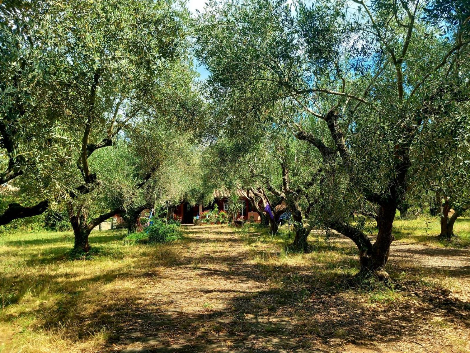 All'Ombra Degli Olivi Pisciarelli Extérieur photo
