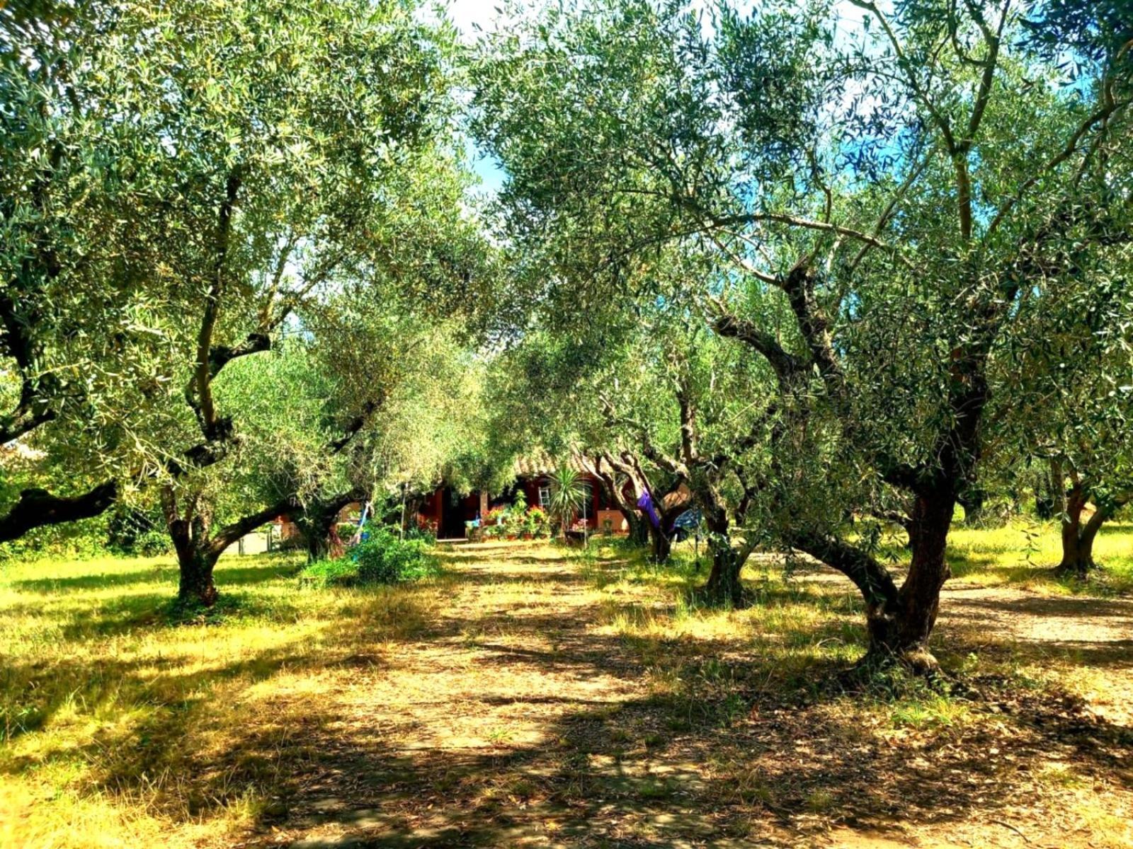 All'Ombra Degli Olivi Pisciarelli Extérieur photo