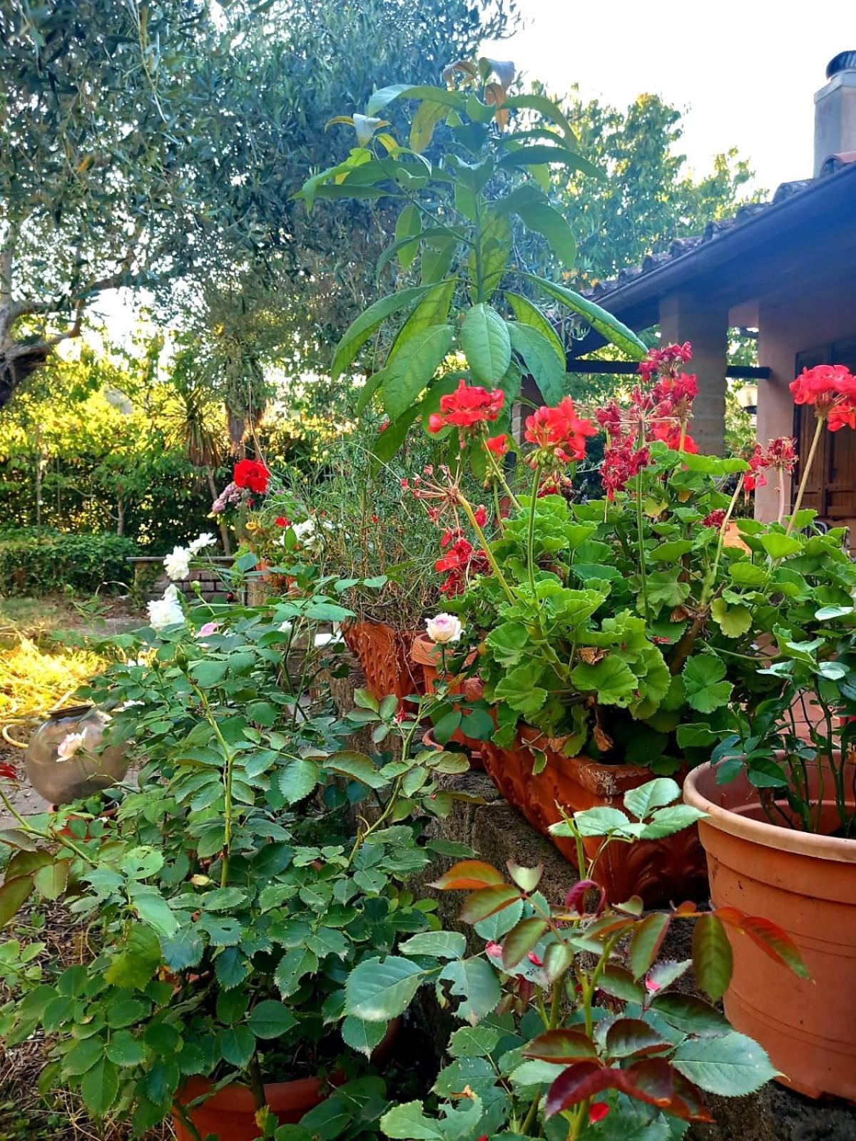 All'Ombra Degli Olivi Pisciarelli Extérieur photo